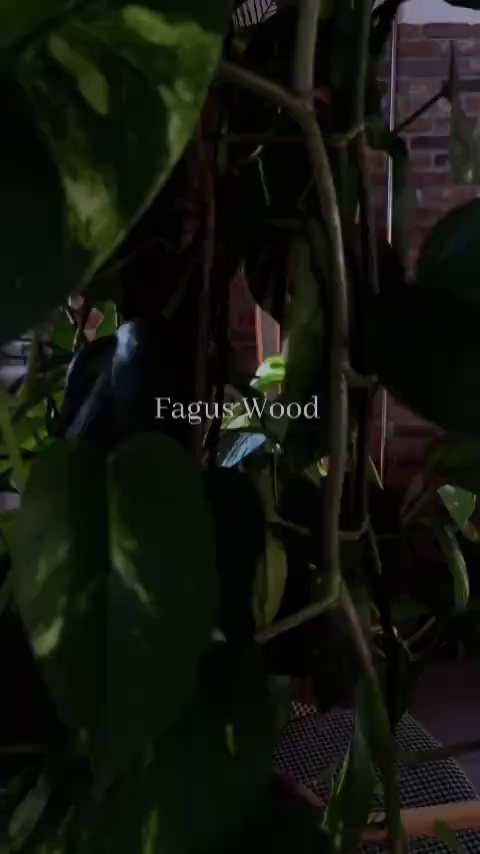 Fagus Wood